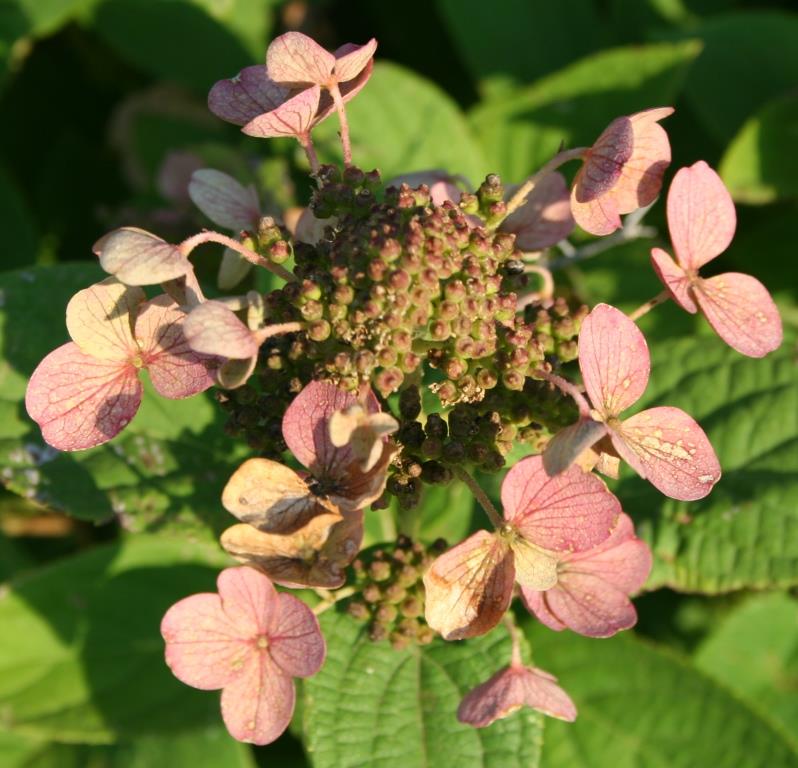 Garden Musings Hydrangea Heaven
