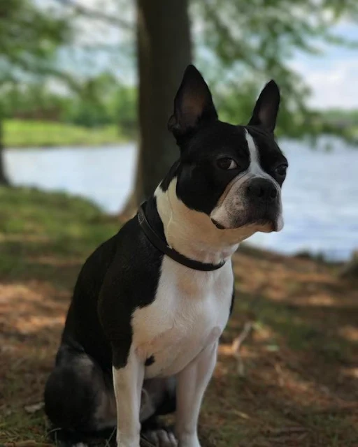 Boston Terrier Dog Breed - Differences Between the Boston Terrier and French Bulldog