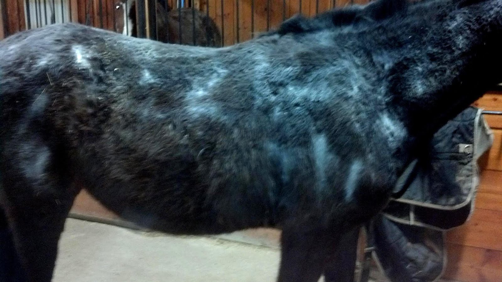 How To Get Rid Of Lice On Horses Horse Choices