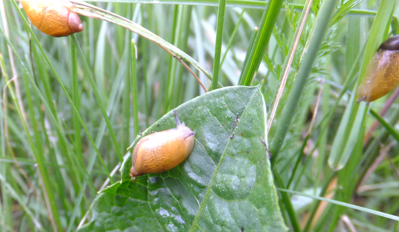 Roadside Field Notes Amber Snails