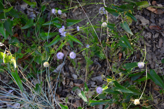 Succisa pratensis Succisa pratensis