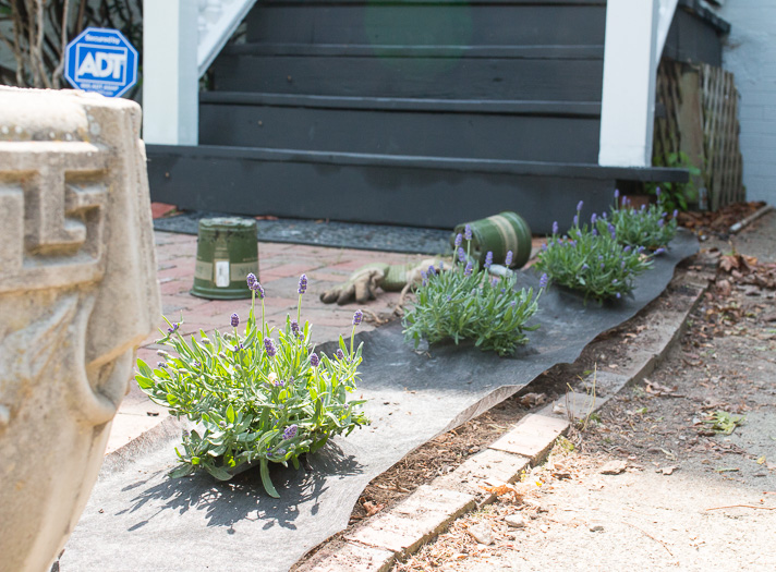 Landscaping with Herbs A Lavender Lined Walk 17 Apart