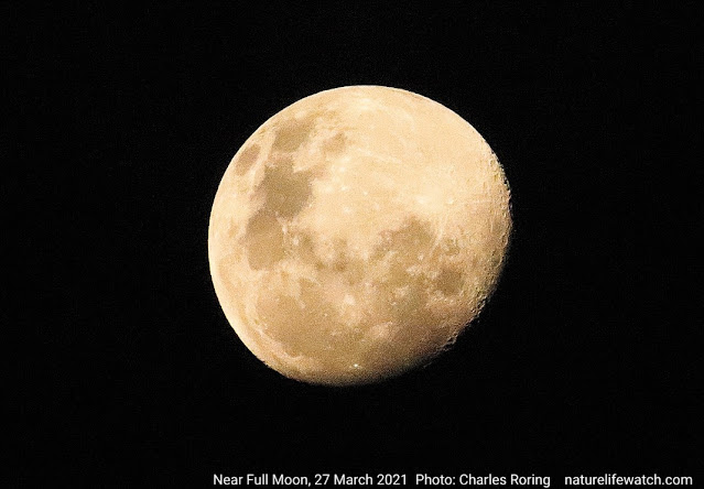 dekat bulan purnama foto bulan sehari sebelum purnama
