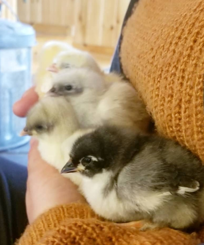 How to Pick up Chicks and Handle Them for a Family Friendly Flock