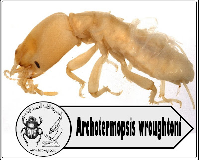 Archotermopsis wroughtoni