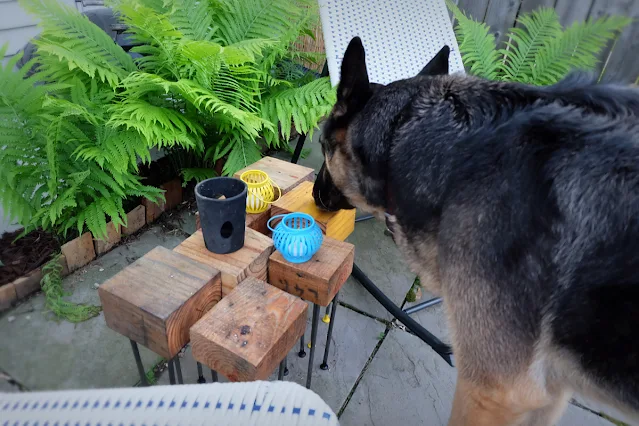 Finn the dog checking out the modern modular pallet wood patio coffee table