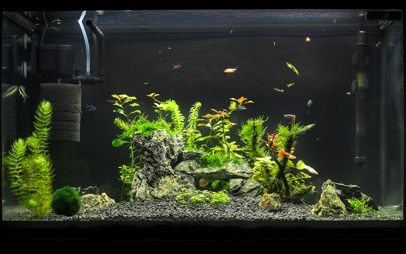 6 Jenis Filter Aquarium Yang Wajib Diketahui Sebelum Membeli AquaAma