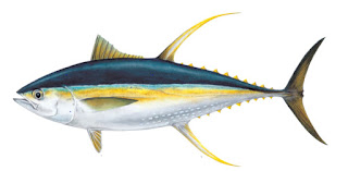 ikan-madidihang,www.healthnote25.com