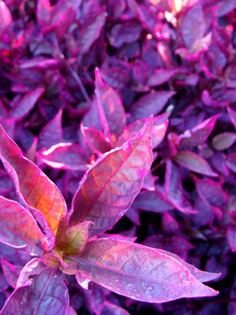 Fuchsia colored leaves photography by ChatterBlossom