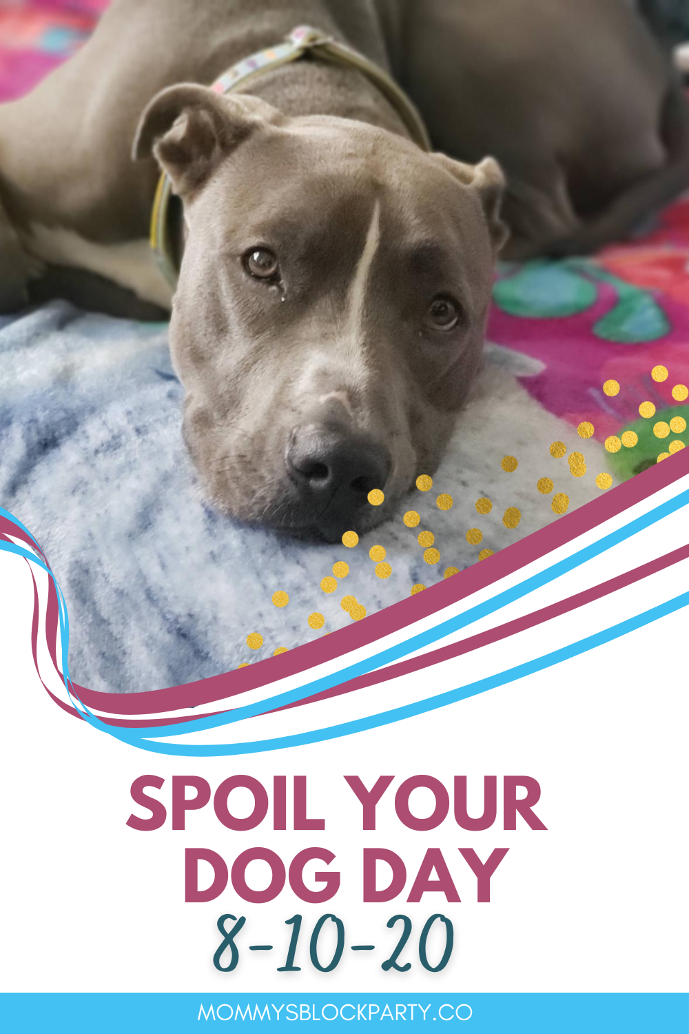 National Spoil Your Dog Day August 10, 2020 Mommy's Block Party