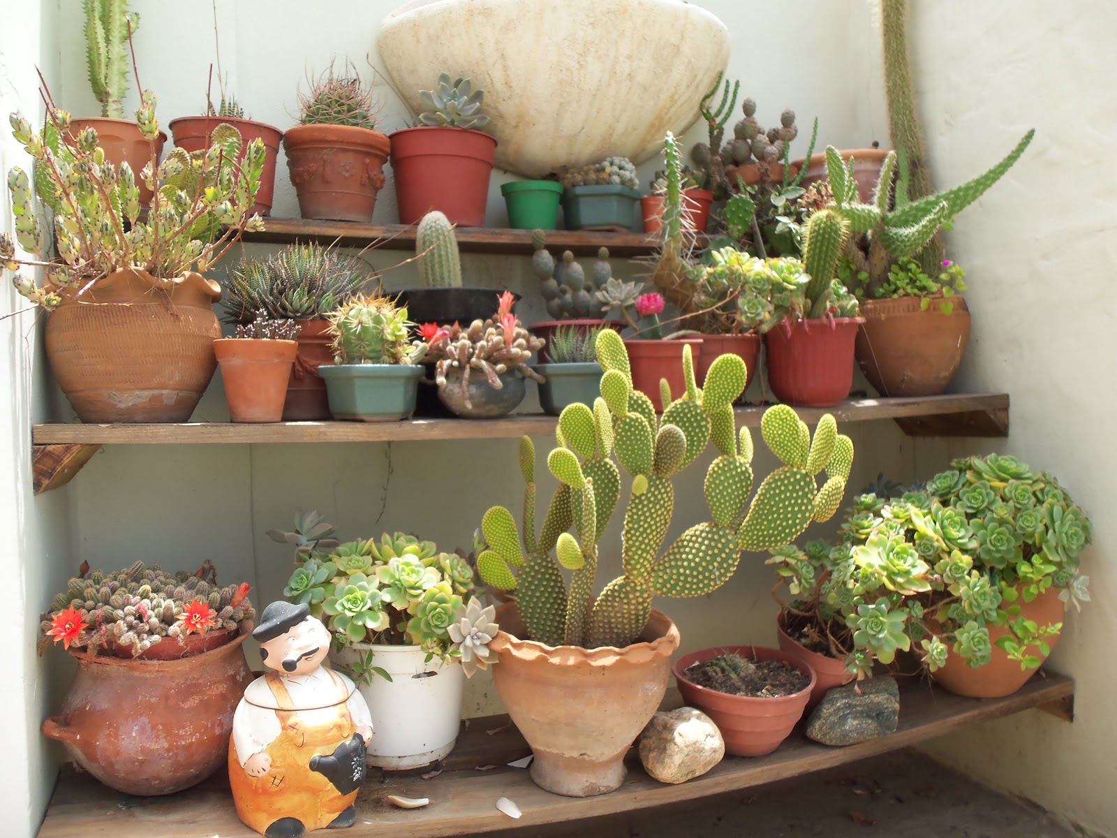 Mi jardín Feliz...: CACTUS Y SUCULENTAS