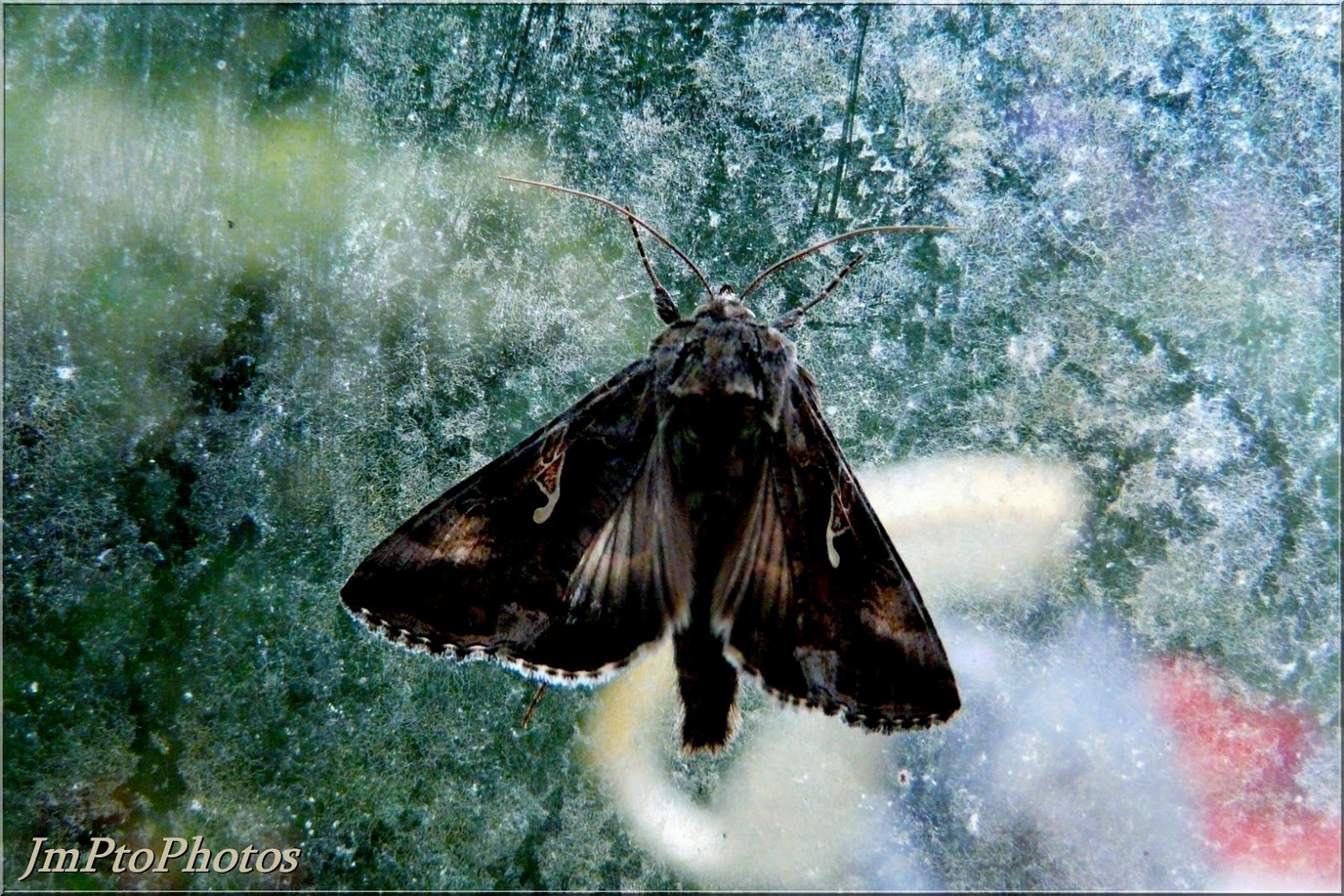 JmPtoPhotos: Papillons de nuit.