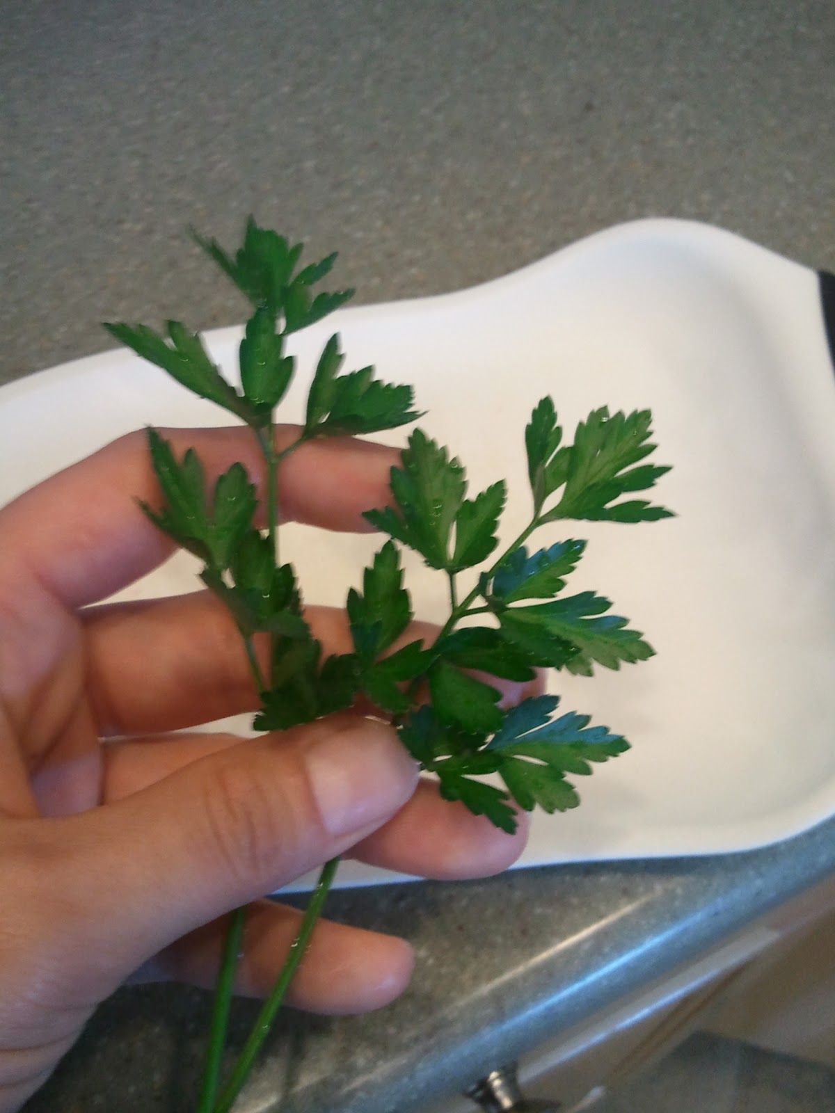 The Gnome Knows Best Eggs with Fresh Parsley, Monterey Jack & Ham