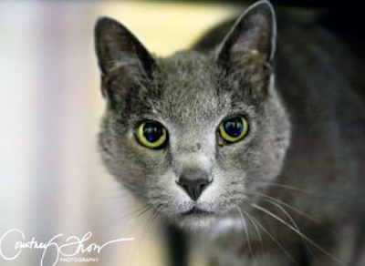 Shadow, peering out from his kennel, hoping someone will take him home.