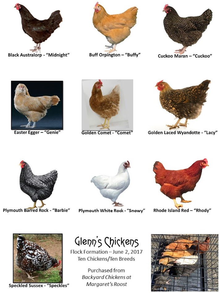 Chicken Colors Chart