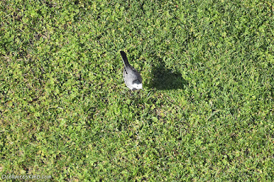 Cuereta blanca (Motacilla alba)