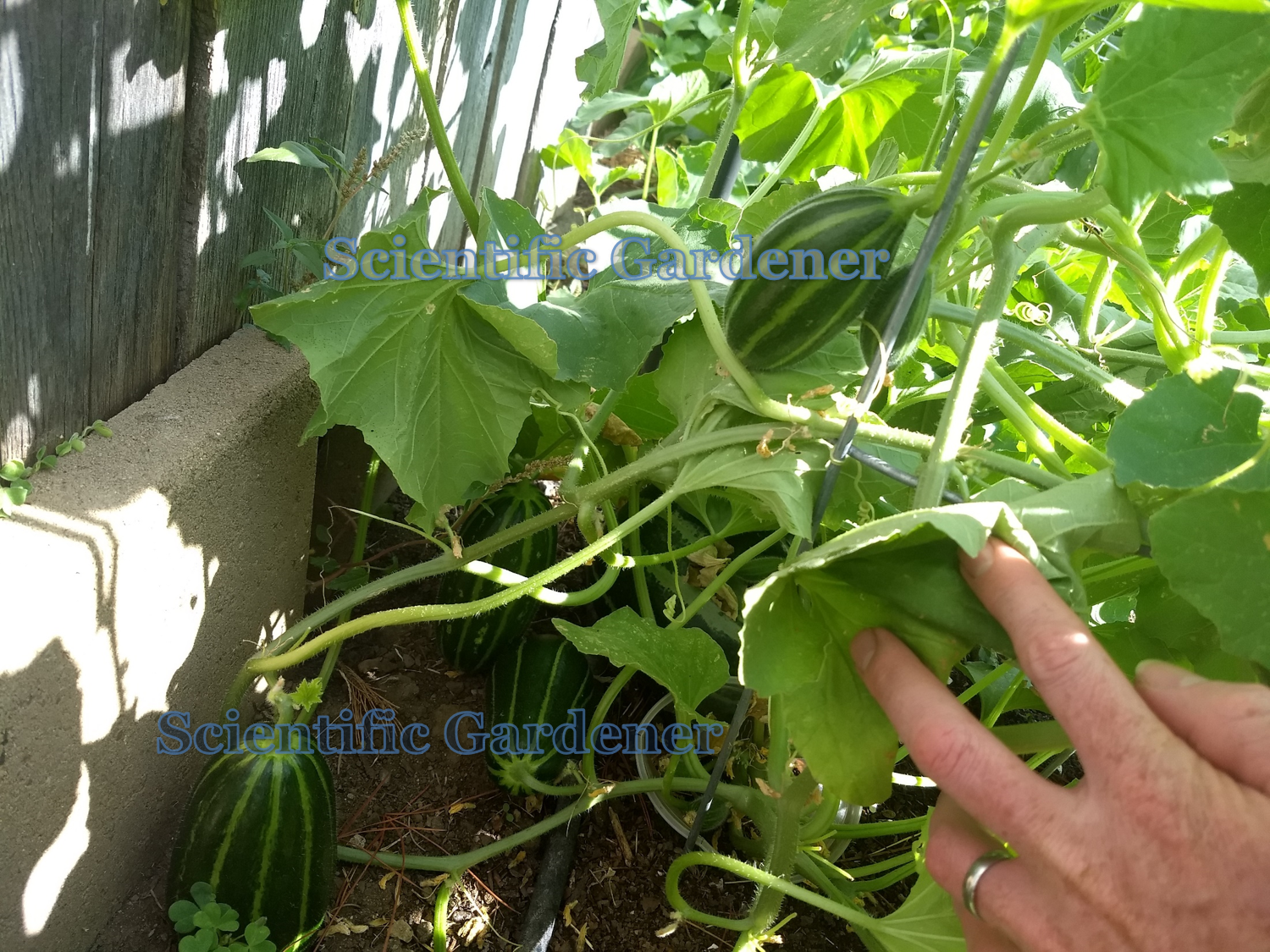 Semi Carosello Spuredda Tarantino - Melone Adzhur Prodotto In Italia - Foto 9