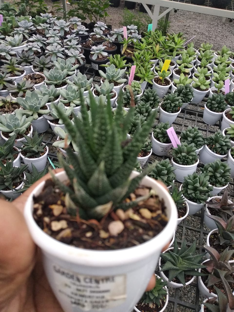 Pebbles Terrarium Blog Garden Centre Plant Nursery Trivandrum