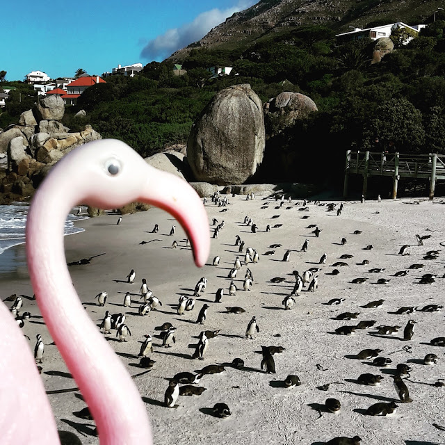 Boulders Beach, Cape Town