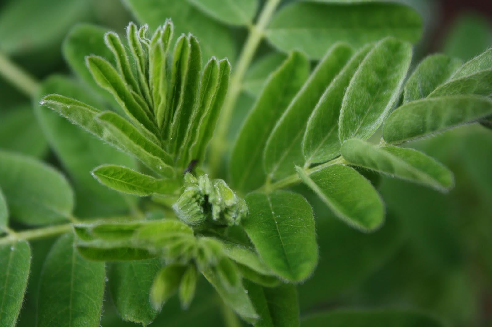 Vitality Astragalus A super food that halts aging and revitalizes our DNA