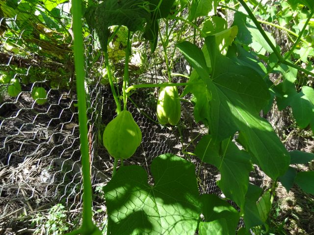 Bellingen Seed Savers Choko Or Chayote The Most Unappreciated Vegetable In Australia