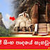 සීගිරියේ සිංහ පාදයේ සැගවුණු රහස (The Secret Of The Lion's Foot At Sigiriya) | Your Choice Way