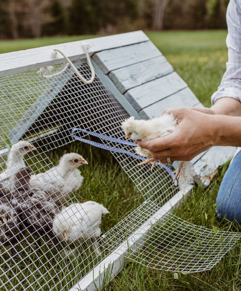 Gapeworm, Earthworms + Backyard Chickens Fresh Eggs Daily® with Lisa