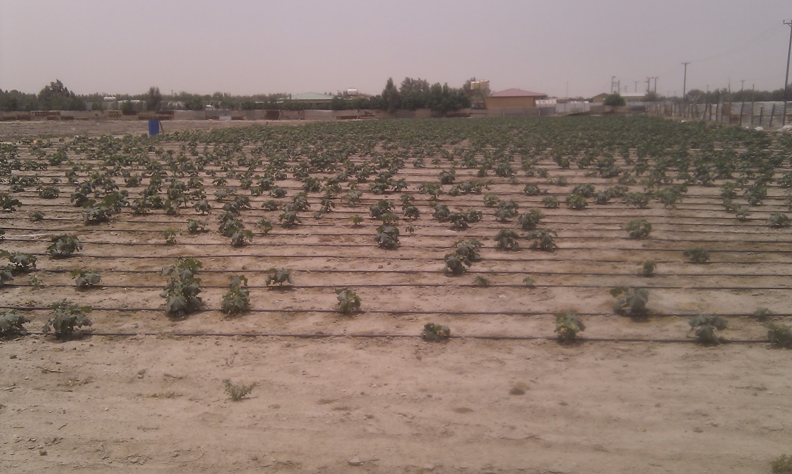 Kuwait Vegetation In Kuwait