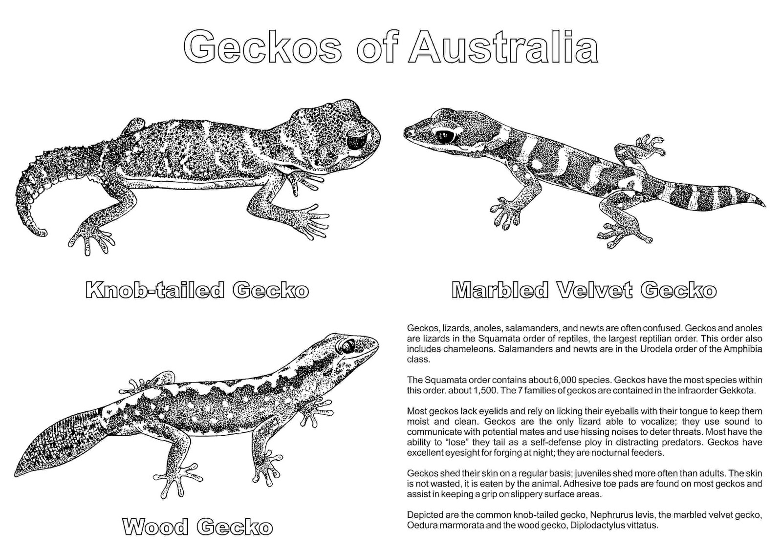 The Nations of the World Geckos of Australia