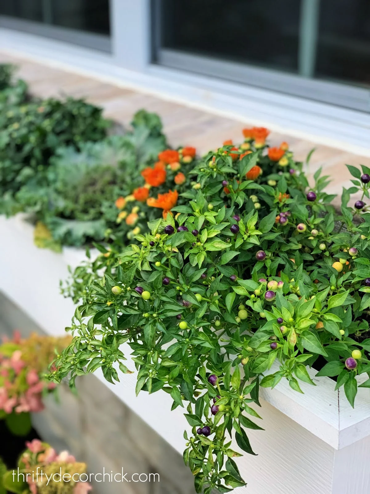 Orange and purple peppers fall planters
