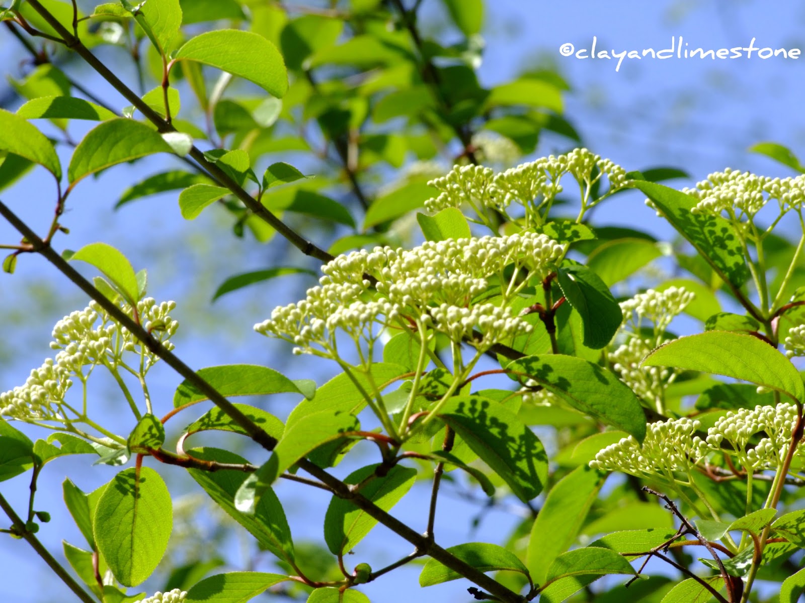 Middlewood Journal Maple Leaf Viburnum