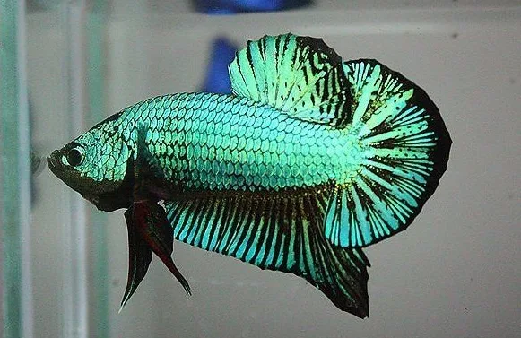 Ikan Cupang Hijau - Green Betta - Ikanhiasku.net