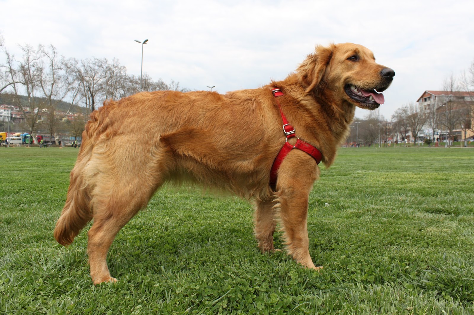 3 Köpek 1 Kedi Sahibi Güzel İnsan Golden Retriever Kont ve Likya