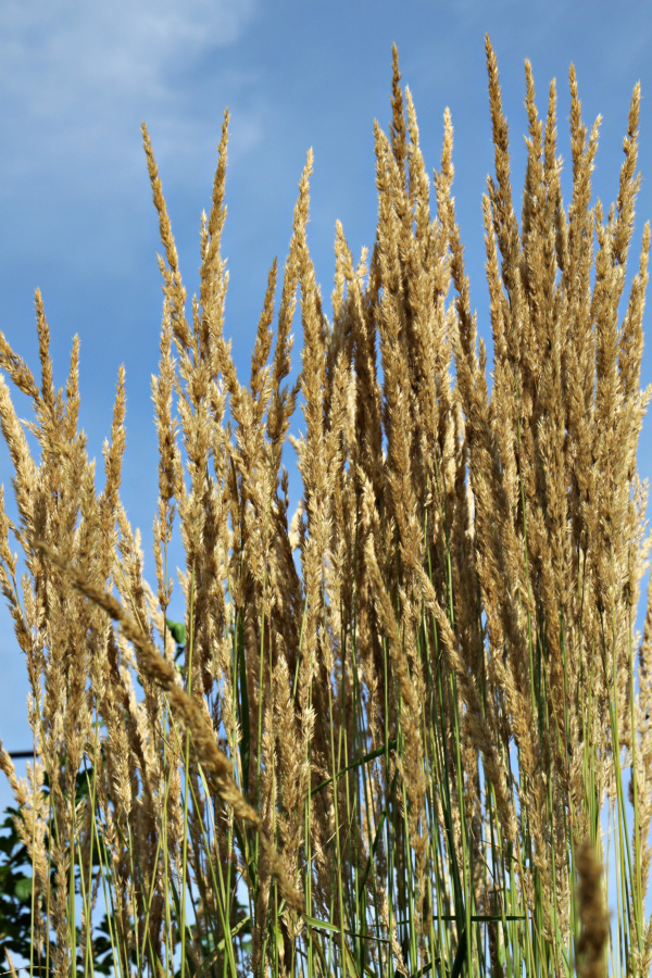 Die Gartenbotschafterin IT´ GOOD TO TOUCH THE GREEN GREEN GRASS OF HOME