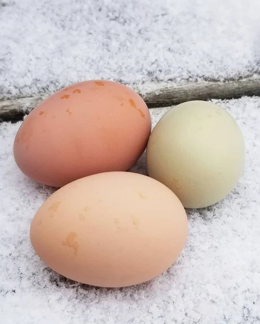 eggs in snow
