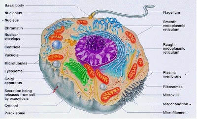 Notez On Nursing....: Cell Sturcture Review....... diagram plant and animal cells and blood 