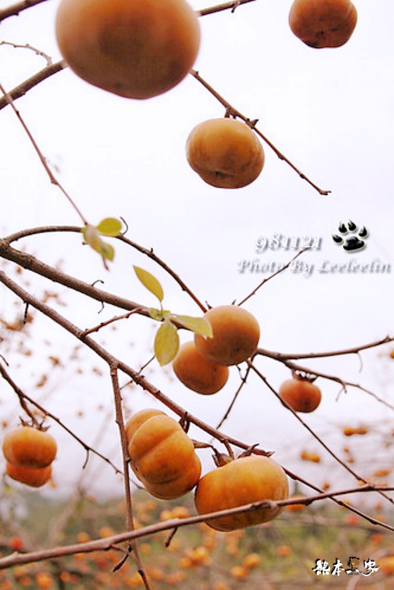 江家果園|採柿趣