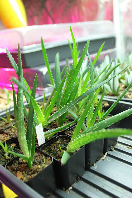 Aloe dawei seedlings