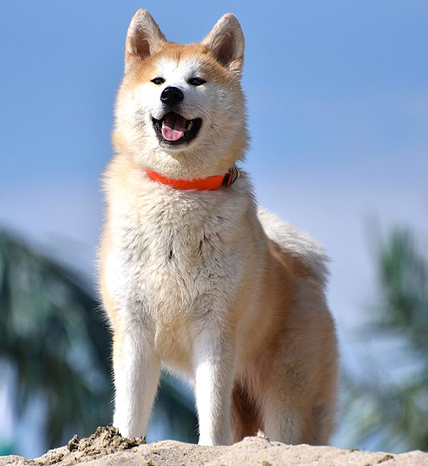 Akita Dog Characteristics, Origin, Temperament & Lifespan