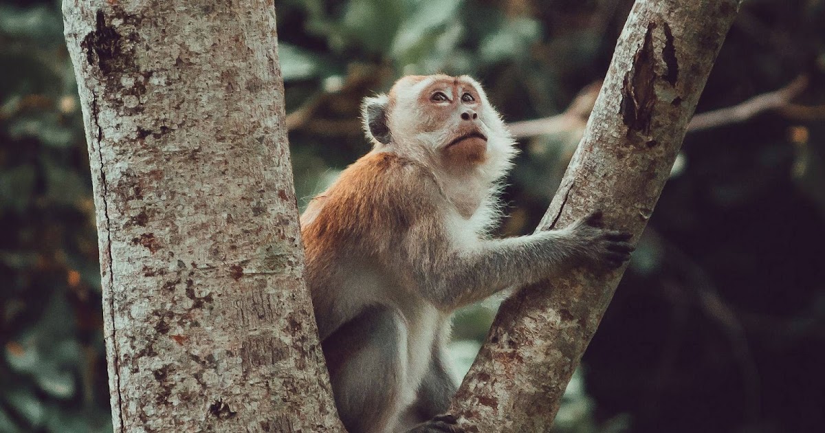 Wallpaper Tree, Trunk, Leaves, Monkey