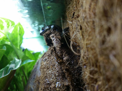 Spotted Marsh frog on the look out Vivarium