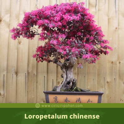 Loropetalum chinense
