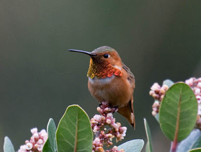 Photo of male Allen's Hummingbird in flowering shrub