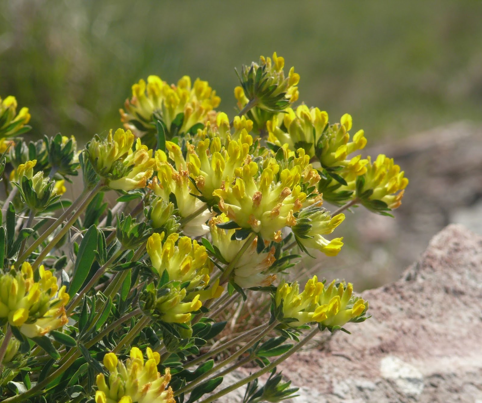 Plants, insects and animals: Kidney vetch