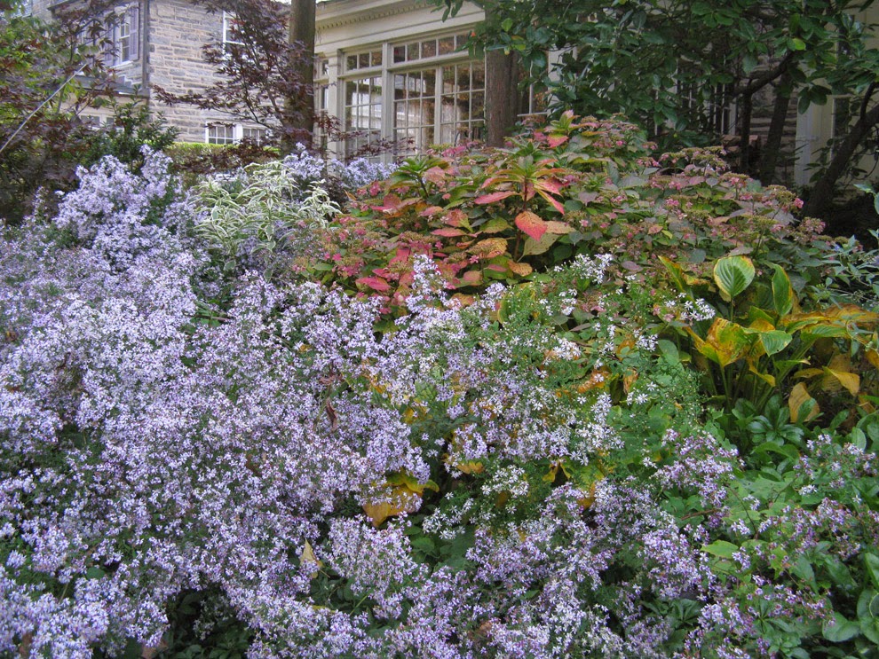 'Lady in Black' Aster A Deer resistant, Native Stunner