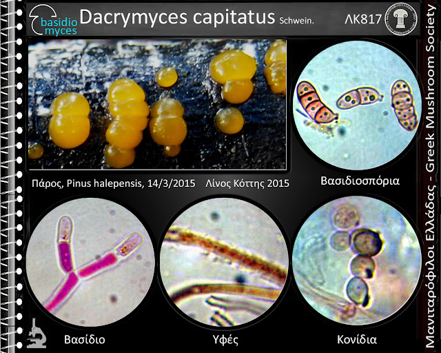 Dacrymyces capitatus Schwein.