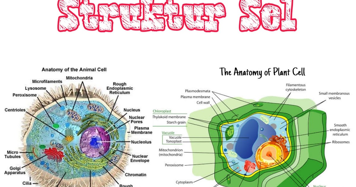 STRUKTUR DAN FUNGSI BAGIAN BAGIAN SEL