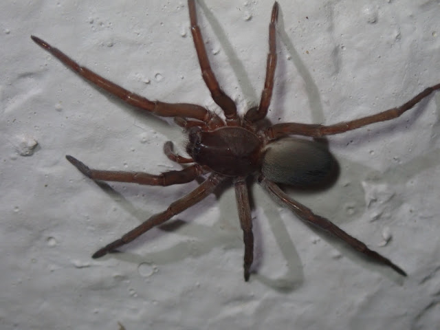 Kukulcania hibernalis Kukulcania hibernalis