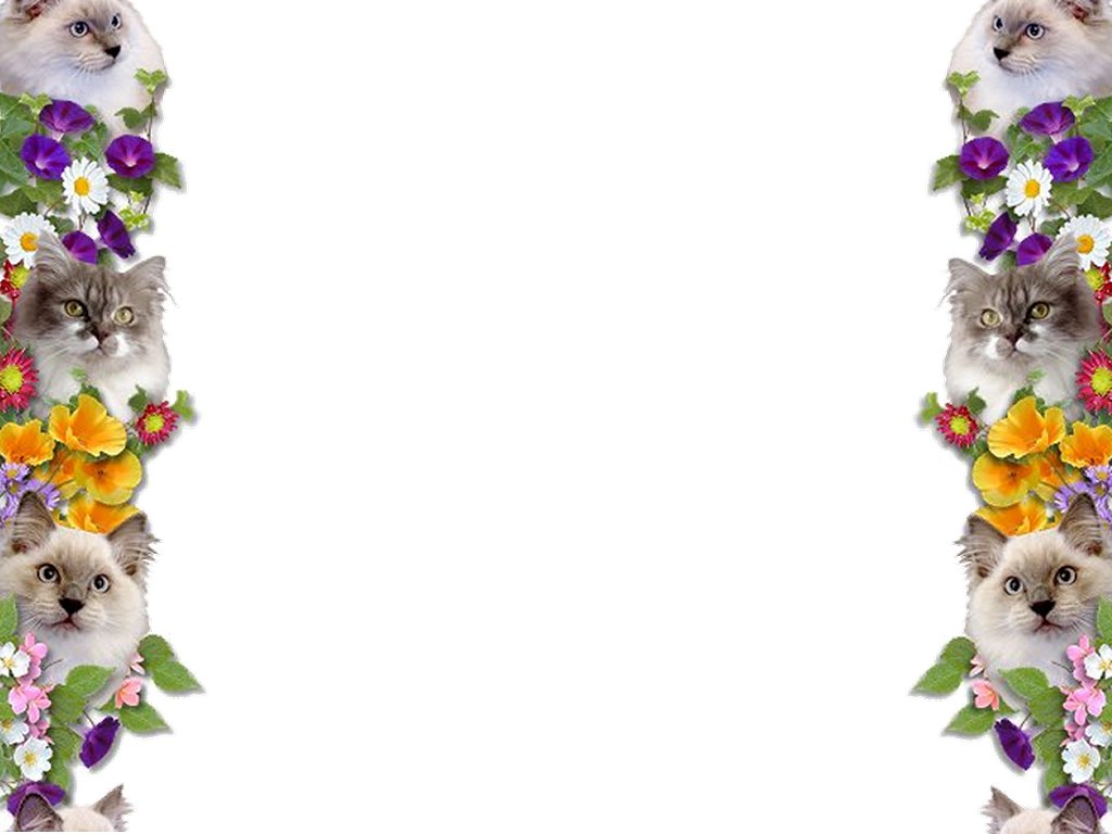 Kitten Wallpaper border best wallpaper borders