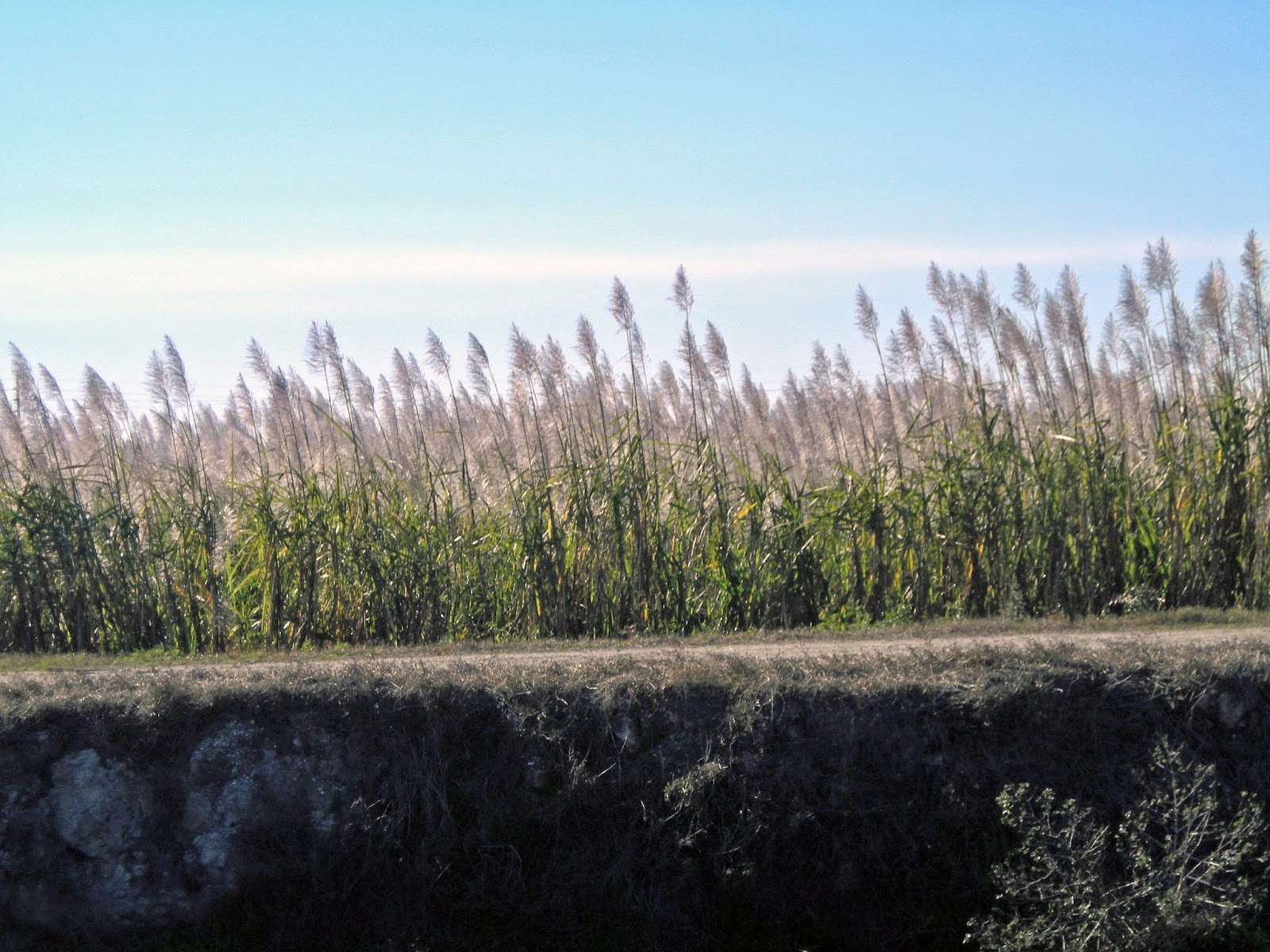 My Carolina Kitchen: A drive through Florida’s southern Heartland – the
